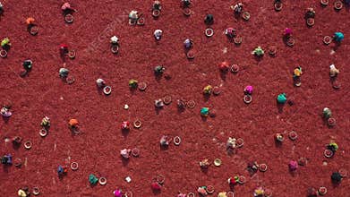 Harvesting red chilies