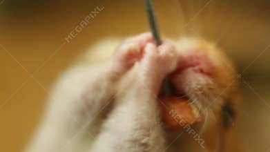 A hungry hamster eats a nut in close-up.