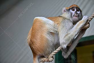 Patas monkey portrait mammals animals zoo