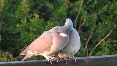 observing parkland nature two wood pigeons mating call dance ritual on bench
