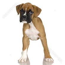 Puppy Boxer (2 mounths)