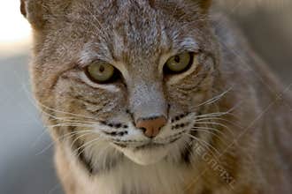 Bobcat Facial Portrait