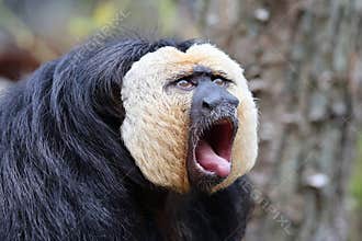 The white-faced saki (Pithecia pithecia)