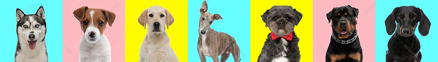 collage of different types and sizes of dog breeds on colorful background