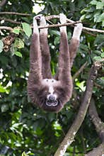 Gibbon