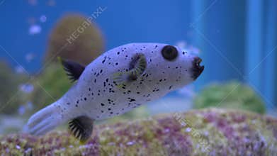blackspotted puffer fish type of blow fish under the sea creature