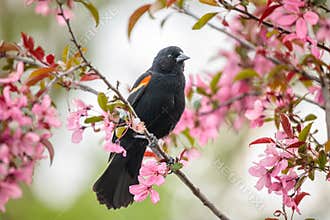 Red Winged Blackbird in Blooming Crabapple Tree