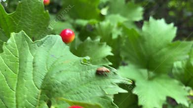 Large fruits of red viburnum, we collect the fruits with our hands.