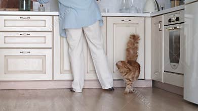 woman is tidying up her kitchen with her back facing the camera, while her affectionate ginger cat rubs against her legs