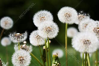 Dandelions
