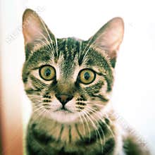 Cat's Looking at You