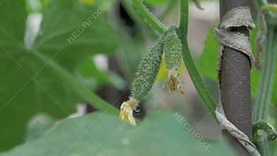 Raw green cucumber is seen on its branch