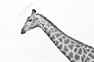 Giraffe Portrait 1