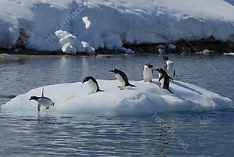 Gentoo Penguins