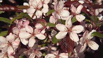 Close-Up of Dimzu Split-Leaf Apple Tree in Full Blossom