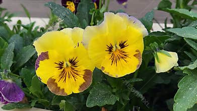 Yellow violets sway in the wind in the city flowerbed.