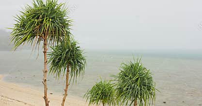 view from balcony from luxury villa to palm trees on the beach in heavy rain, nobody