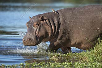 Hippo (Hippopotamus amphibius) South Africa