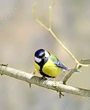 Great Tit ( Parus major )
