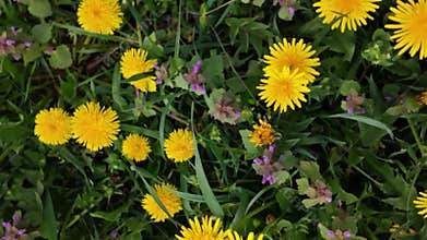 Dandelions blooming in spring meadow with slow clockwise camera rotation