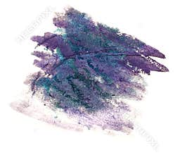 splash purple, green paint blot watercolour color water ink isol