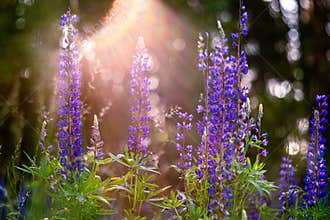 Wildflower Meadow in Bloom