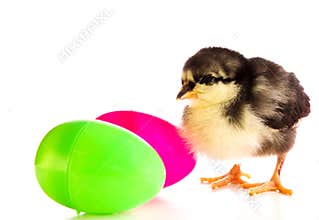 Easter Chicken