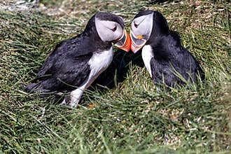 Atlantic Puffin pair mating ritual