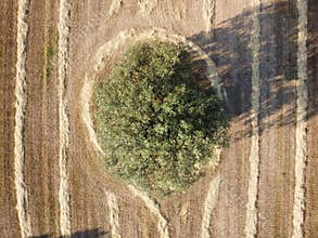 Circular tree located in the center of a harvested field showcasing farming patterns under bright sunlight