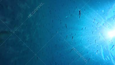 Underwater sea life with school of fish in blue ocean with sun light