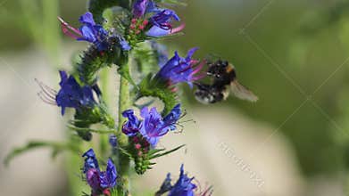 Scenic closeup of a bufftailed bumblebee pollinating a bunch of  viper's bugloss flowers