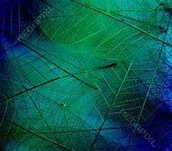 Leaf textures