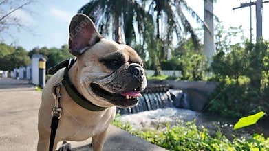 Closeup footage of a French Bulldog on a leash stands near a small waterfall and palm trees