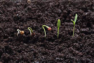 Cilantro (parsley) plant germination