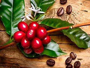 Red coffee beans on a branch