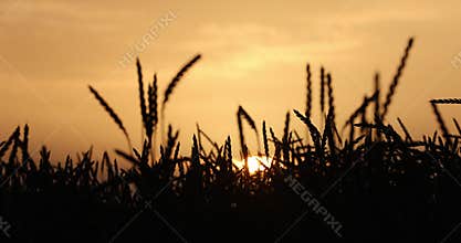 Wheat fields, green meadows, chamomile meadows in the Swiss Lowlands 8k ultra hd