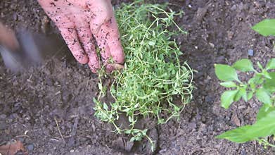 Planting Thyme
