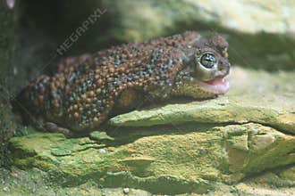 Bufo peltocephalus