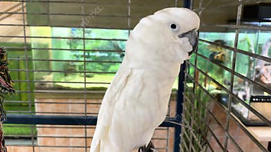 A white cockatoo with a curved black beak and expressive eyes stands inside a cage