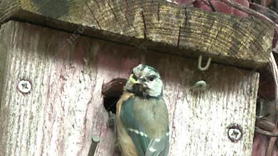 Blue tit feeding chicks through the entrance hole in a nest box