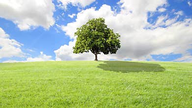 Green grass and tree, clouds background.