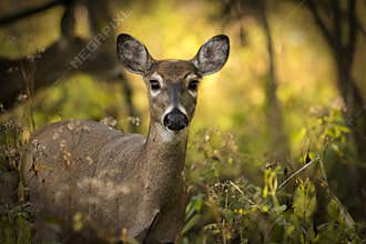 White Tail Deer