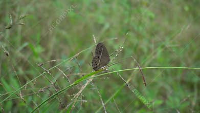 black butterfly perched on a small branch