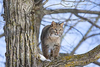 Young bobcat in tree