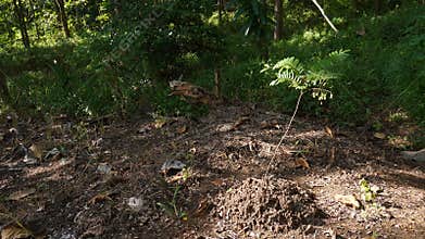 Planting trees for a healthier earth