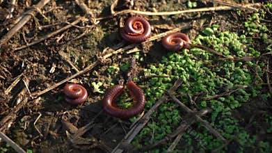 millipede defend themselves by rolling themselves up