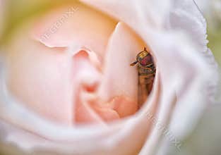A small hoverfly (Eupodes latifascatus) in the folds of delicate pale rose petals. (Rosa rubiginosa)