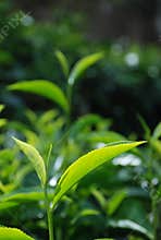 Tea leaf