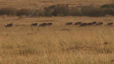 A lion trying to hunt