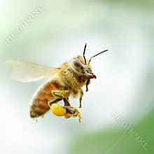 Flying honey bee